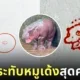 ตราประทับหมูเด้ง