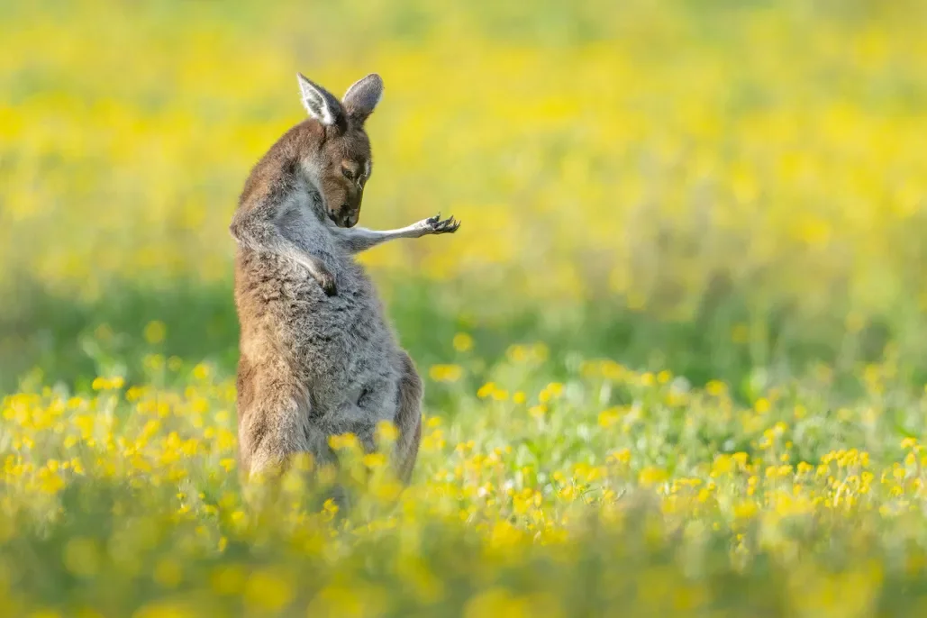 พาส่อง 24 ภาพถ่ายสัตว์ป่าสุดฮา จาก &Quot;Comedy Wildlife Photography Awards&Quot; ประจำปี 2024