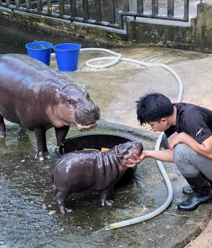 ไม่งาม! สาวไทยร้อง &Quot;ทนายเกิดผล แก้วเกิด&Quot; ให้เปลี่ยนพี่เลี้ยง &Quot;หมูเด้ง&Quot; เพราะเจ้าฮิปโปแคระเป็นผู้หญิง