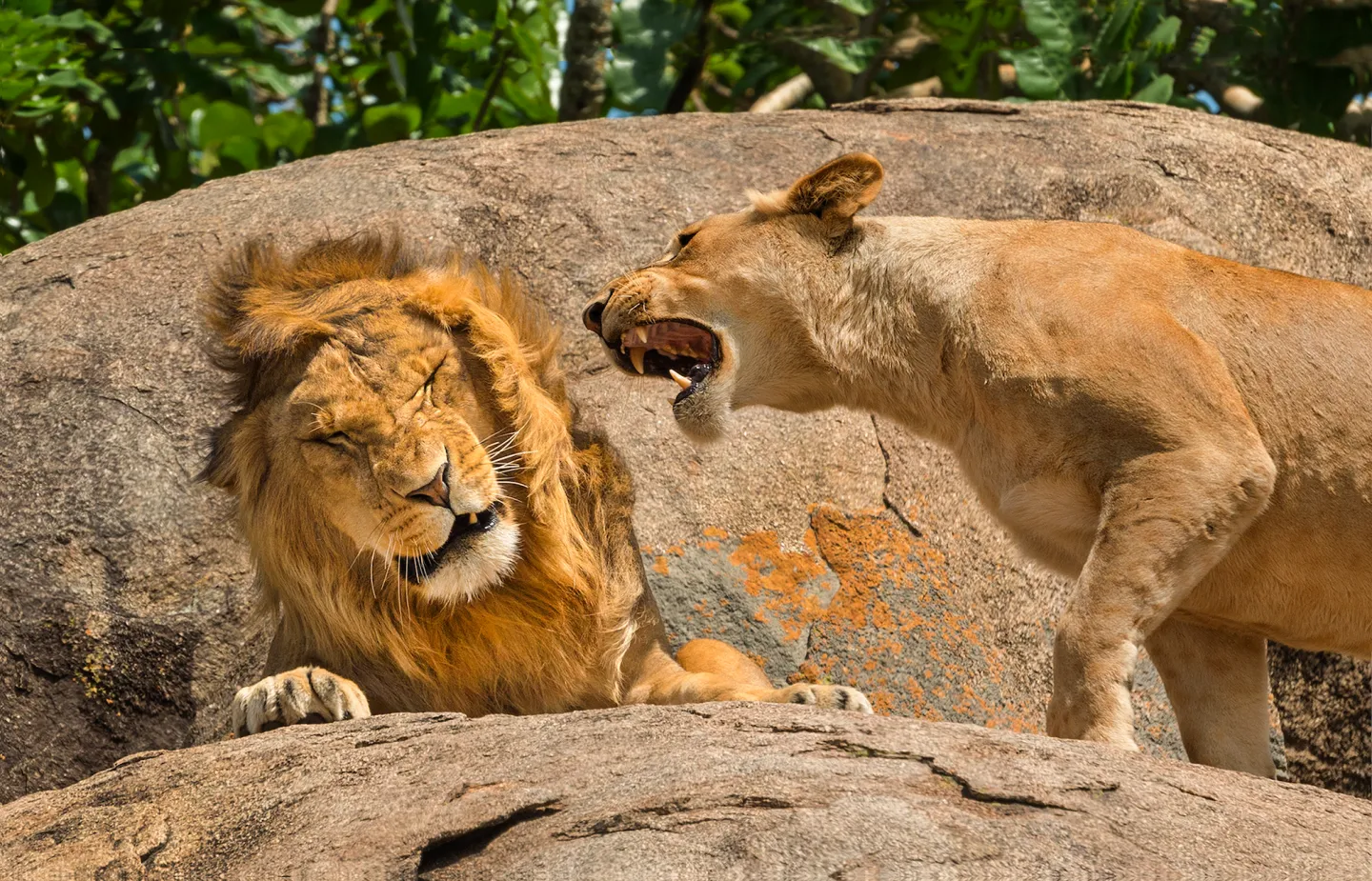 พาส่อง 24 ภาพถ่ายสัตว์ป่าสุดฮา จาก &Quot;Comedy Wildlife Photography Awards&Quot; ประจำปี 2024