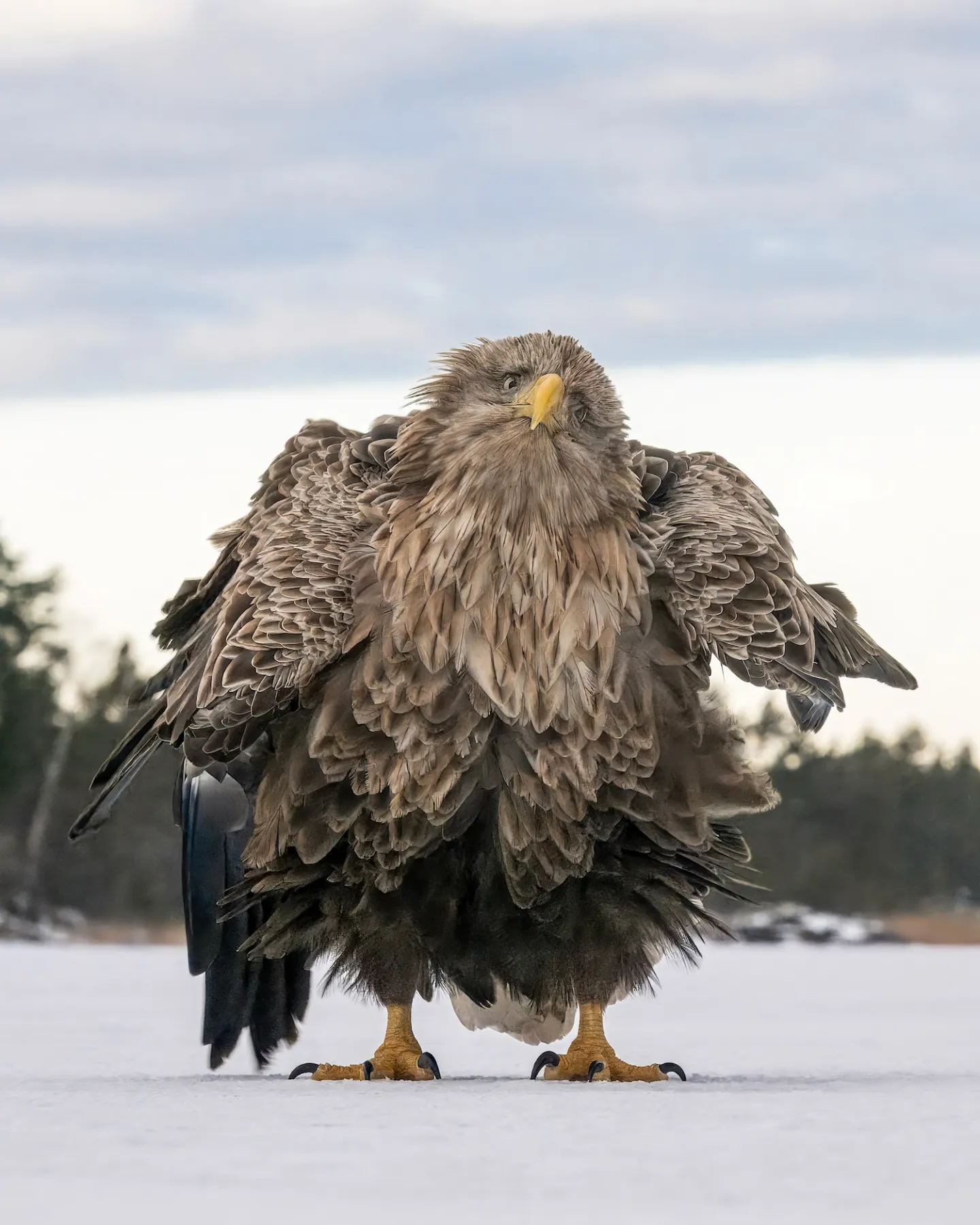 พาส่อง 24 ภาพถ่ายสัตว์ป่าสุดฮา จาก &Quot;Comedy Wildlife Photography Awards&Quot; ประจำปี 2024