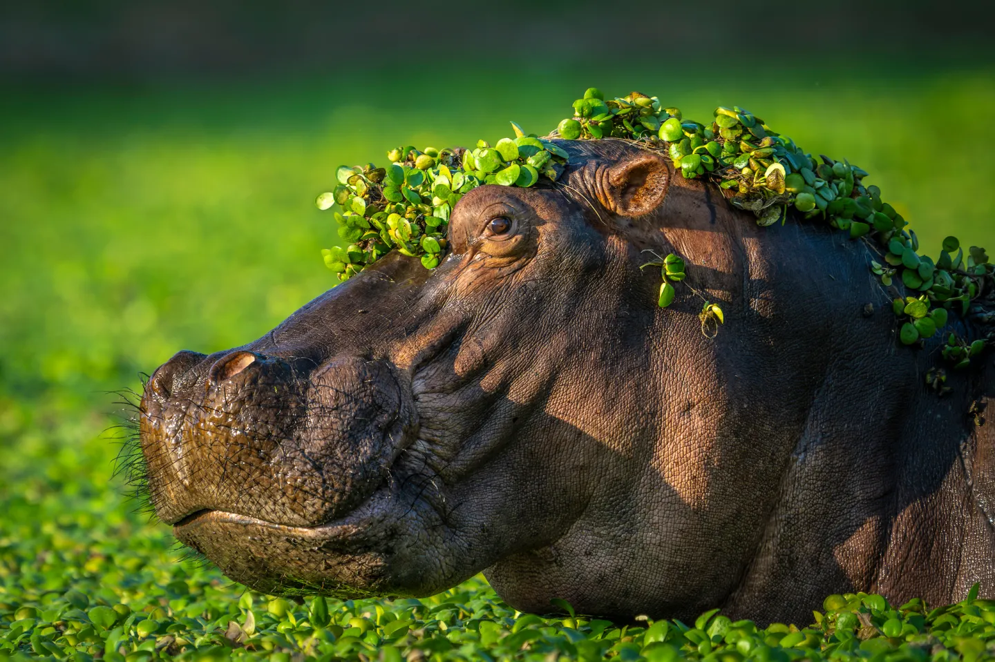 พาส่อง 24 ภาพถ่ายสัตว์ป่าสุดฮา จาก &Quot;Comedy Wildlife Photography Awards&Quot; ประจำปี 2024