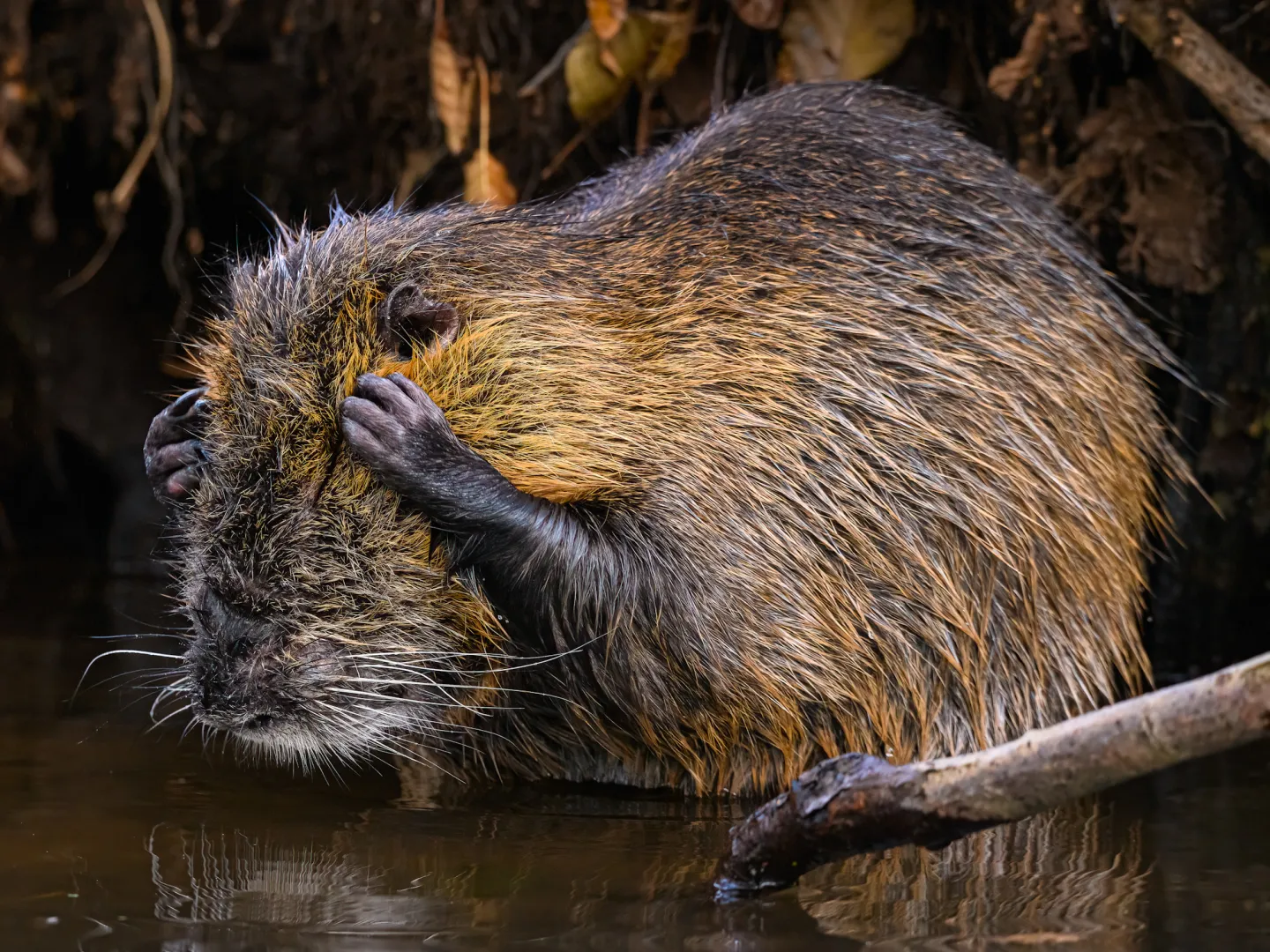 พาส่อง 24 ภาพถ่ายสัตว์ป่าสุดฮา จาก &Quot;Comedy Wildlife Photography Awards&Quot; ประจำปี 2024