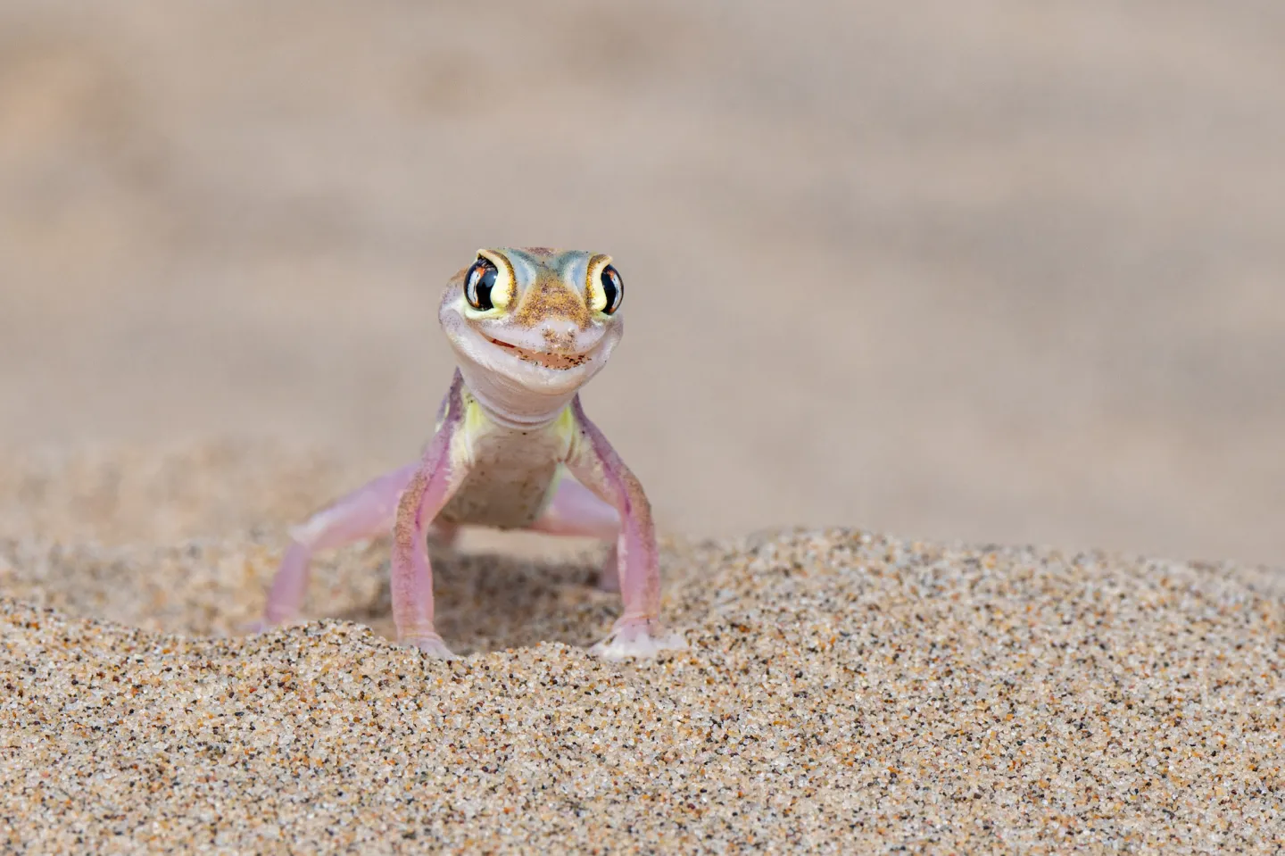 พาส่อง 24 ภาพถ่ายสัตว์ป่าสุดฮา จาก &Quot;Comedy Wildlife Photography Awards&Quot; ประจำปี 2024