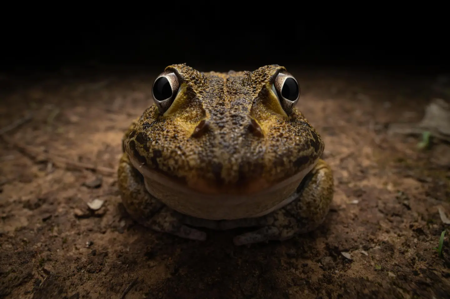 พาส่อง 24 ภาพถ่ายสัตว์ป่าสุดฮา จาก &Quot;Comedy Wildlife Photography Awards&Quot; ประจำปี 2024