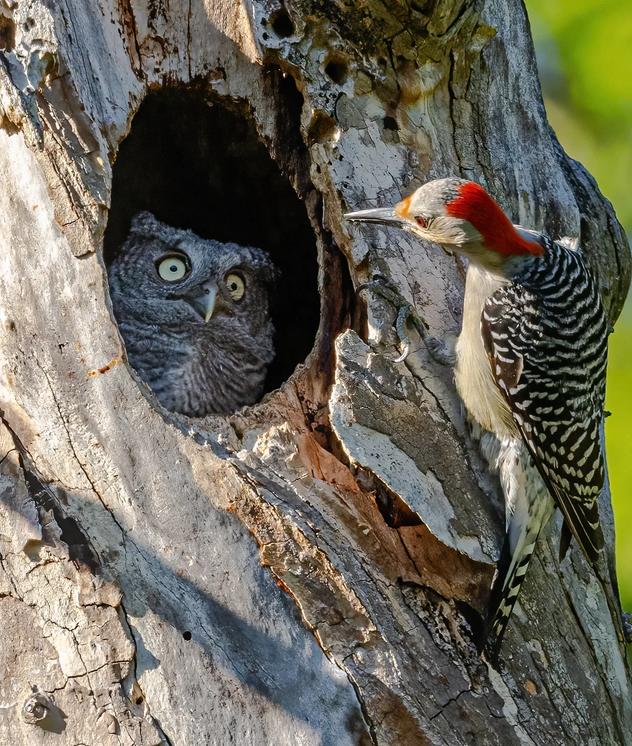 พาส่อง 24 ภาพถ่ายสัตว์ป่าสุดฮา จาก &Quot;Comedy Wildlife Photography Awards&Quot; ประจำปี 2024