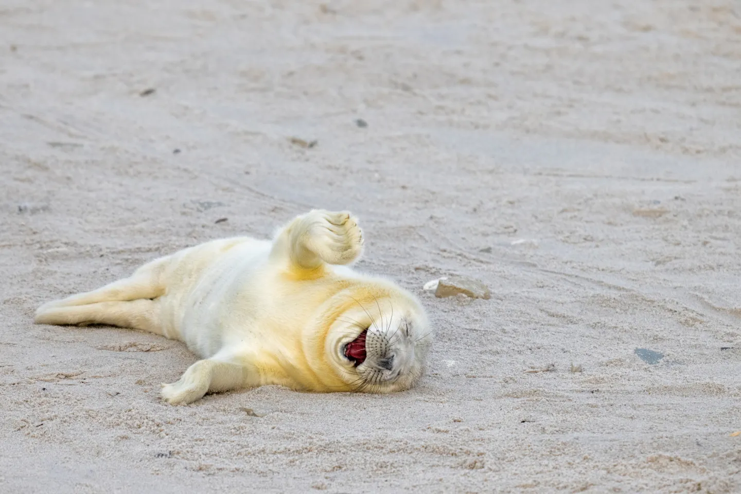 พาส่อง 24 ภาพถ่ายสัตว์ป่าสุดฮา จาก &Quot;Comedy Wildlife Photography Awards&Quot; ประจำปี 2024