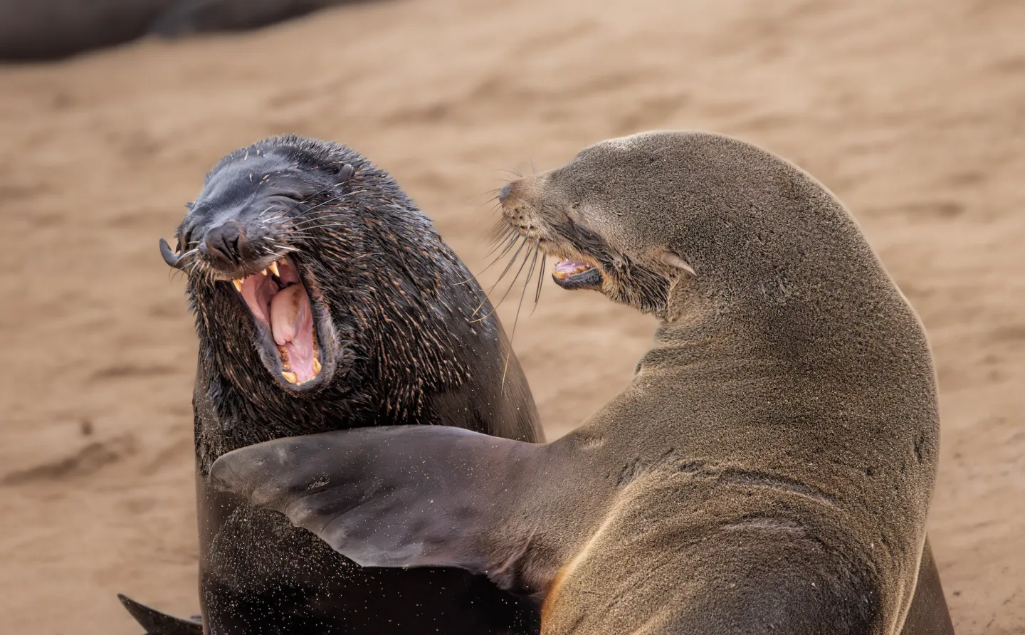 พาส่อง 24 ภาพถ่ายสัตว์ป่าสุดฮา จาก &Quot;Comedy Wildlife Photography Awards&Quot; ประจำปี 2024