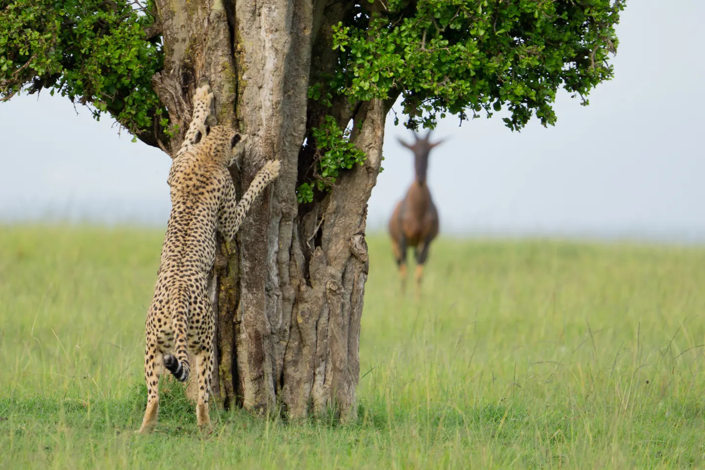 พาส่อง 24 ภาพถ่ายสัตว์ป่าสุดฮา จาก &Quot;Comedy Wildlife Photography Awards&Quot; ประจำปี 2024