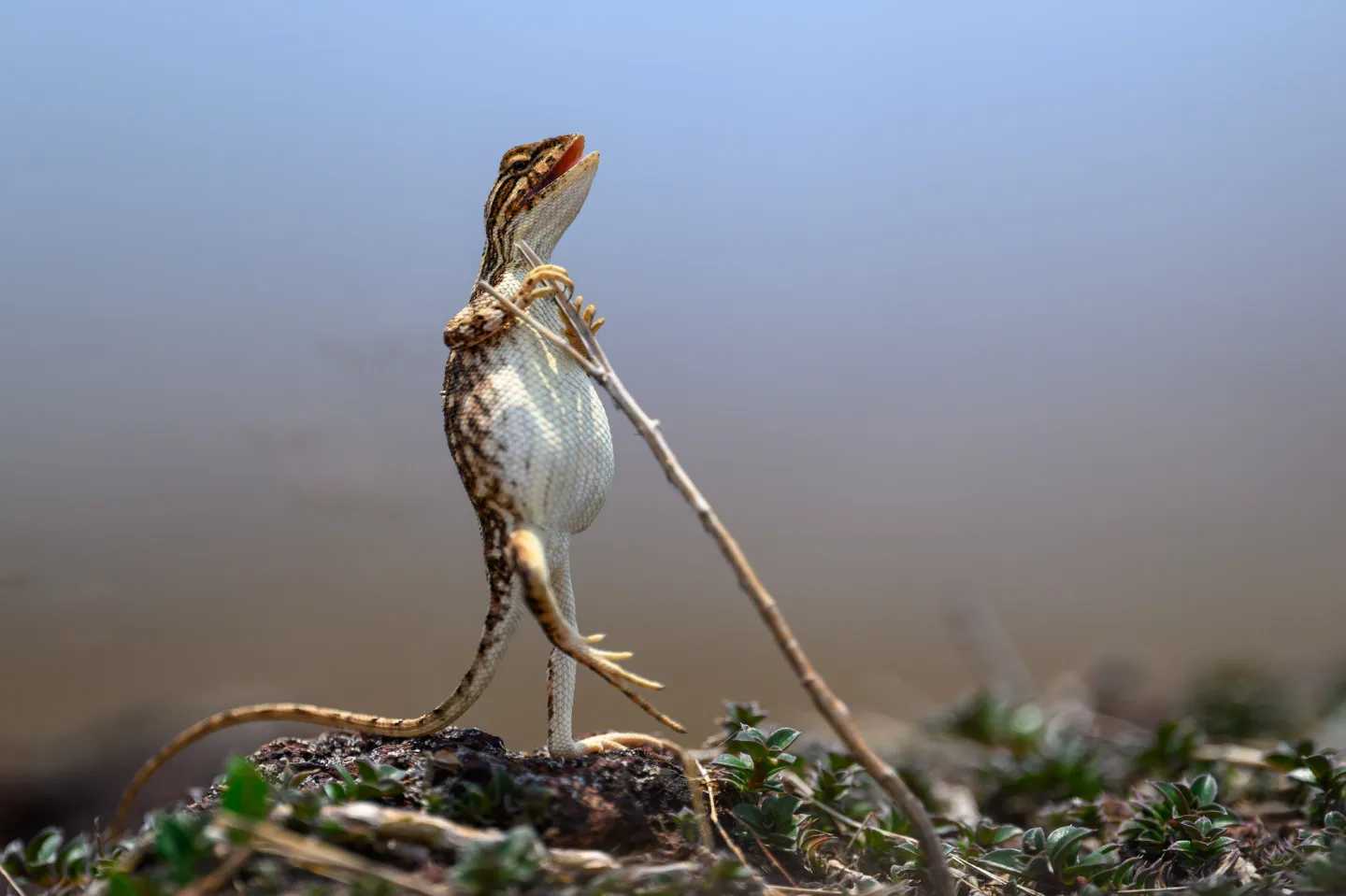 พาส่อง 24 ภาพถ่ายสัตว์ป่าสุดฮา จาก &Quot;Comedy Wildlife Photography Awards&Quot; ประจำปี 2024