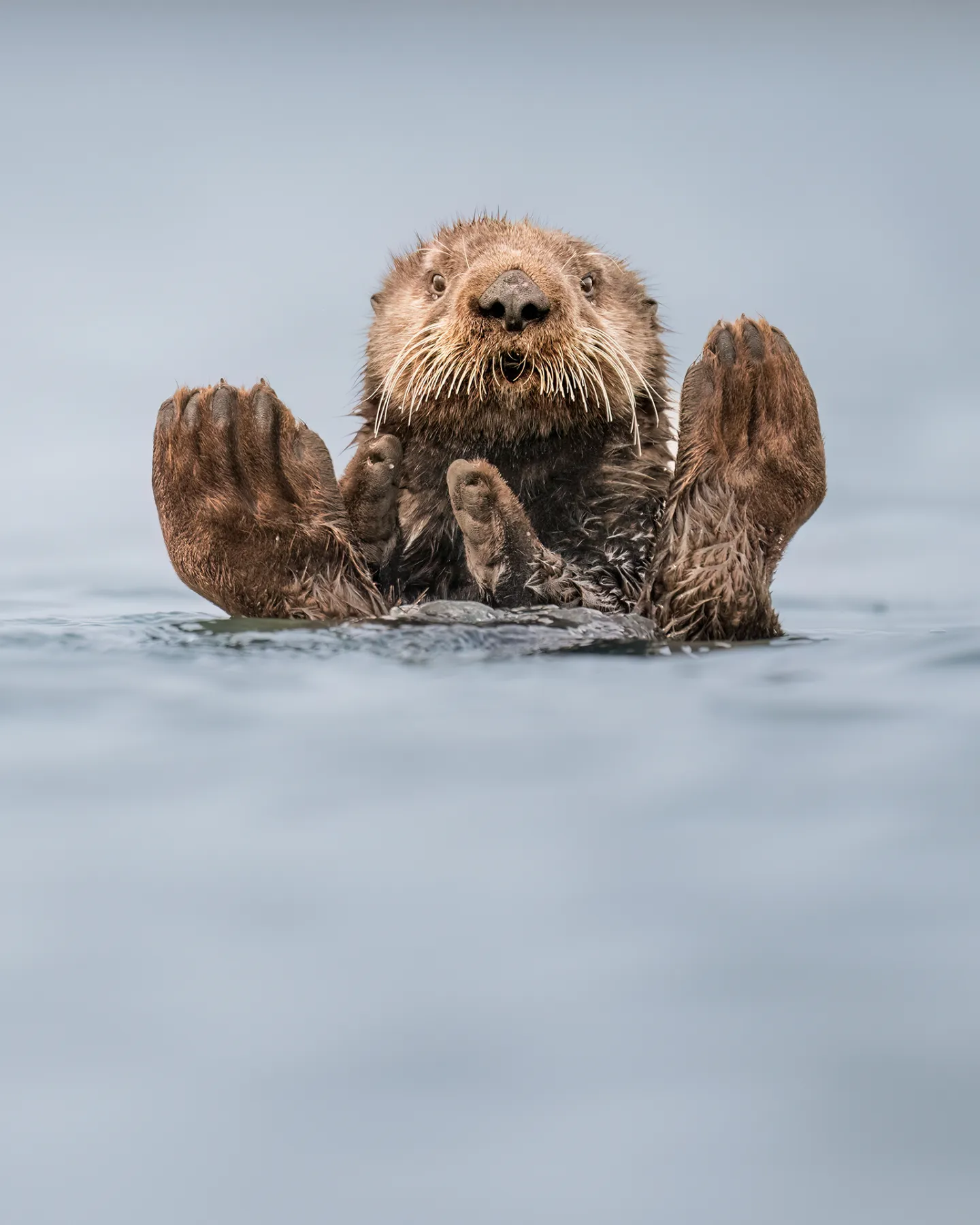 พาส่อง 24 ภาพถ่ายสัตว์ป่าสุดฮา จาก &Quot;Comedy Wildlife Photography Awards&Quot; ประจำปี 2024