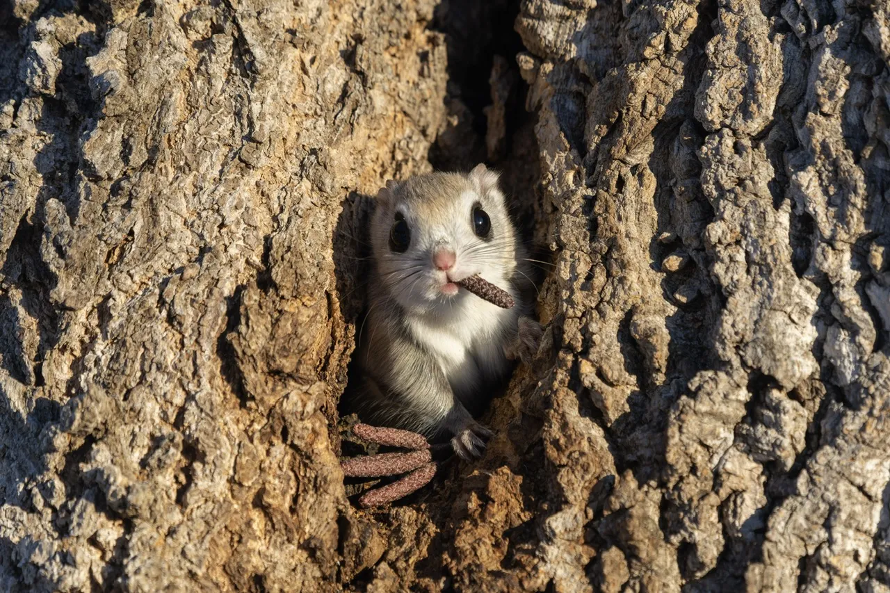 พาส่อง 24 ภาพถ่ายสัตว์ป่าสุดฮา จาก &Quot;Comedy Wildlife Photography Awards&Quot; ประจำปี 2024