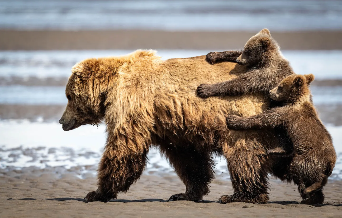 พาส่อง 24 ภาพถ่ายสัตว์ป่าสุดฮา จาก &Quot;Comedy Wildlife Photography Awards&Quot; ประจำปี 2024