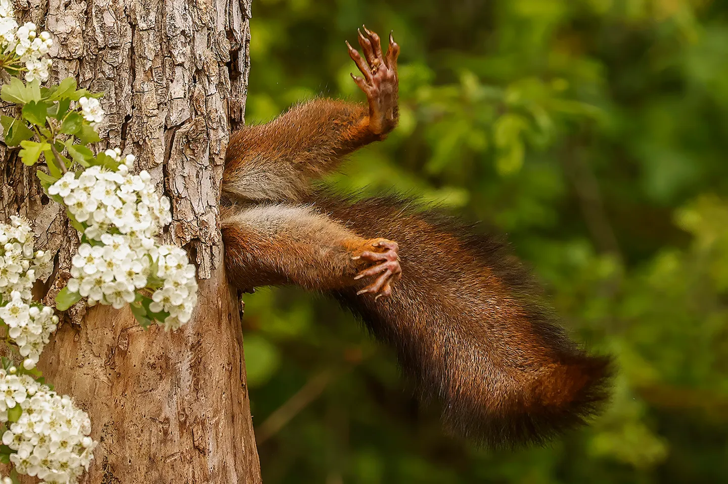 พาส่อง 24 ภาพถ่ายสัตว์ป่าสุดฮา จาก &Quot;Comedy Wildlife Photography Awards&Quot; ประจำปี 2024