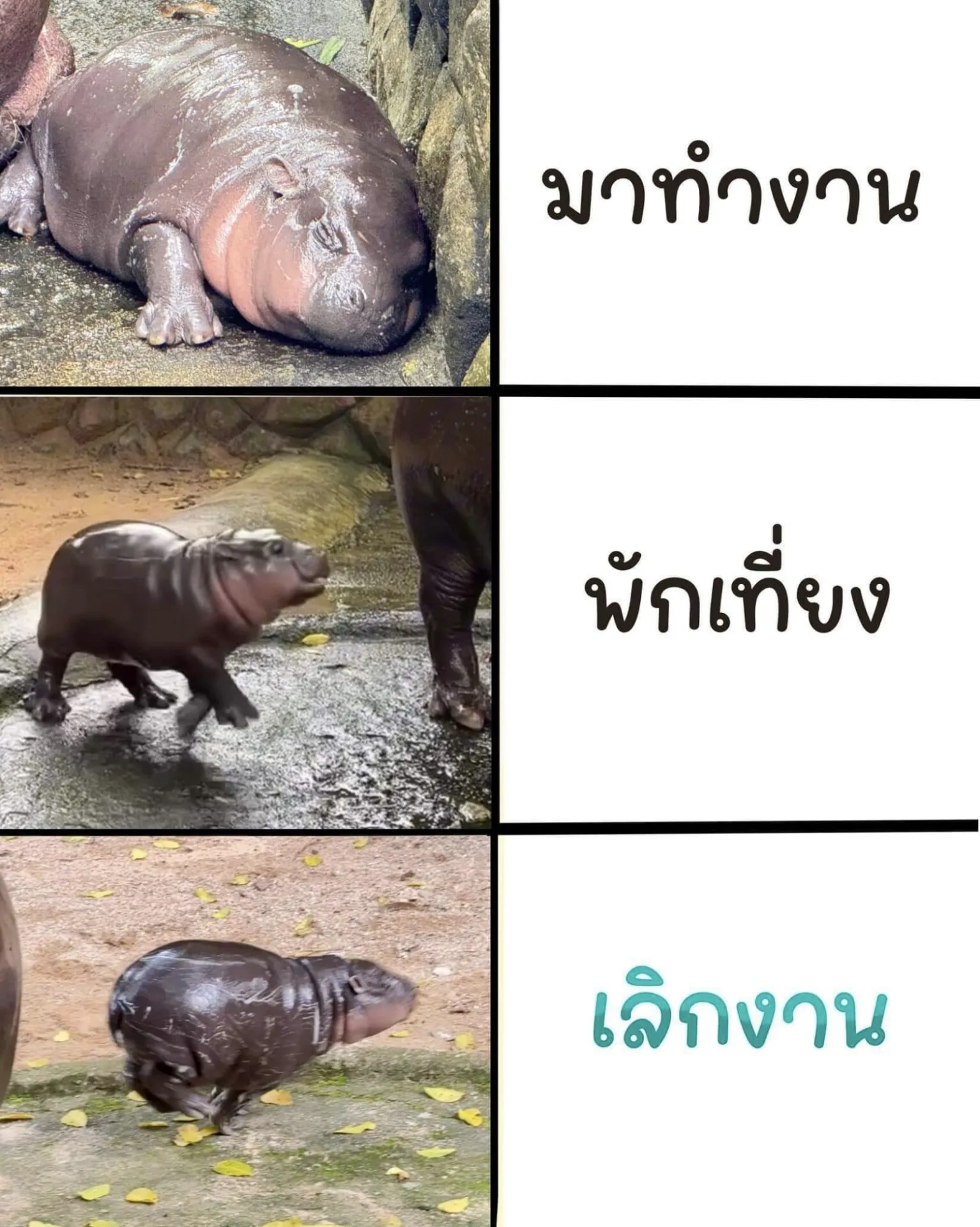 หมูเด้ง ลูกฮิปโปแคระ สวนสัตว์เปิดเขาเขียว ดังในญี่ปุ่น