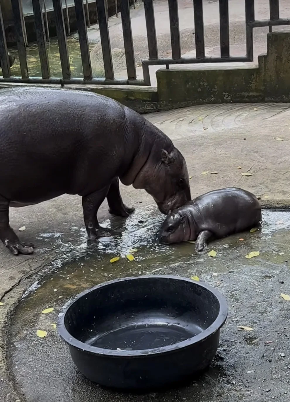 คลิปลิงตะปบแก้มหมูเด้ง ลูกฮิปโปแคระ สวนสัตว์เปิดเขาเขียว