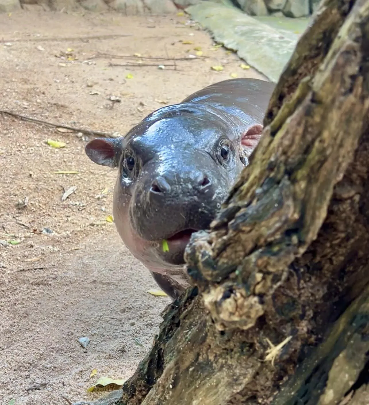 วิธีถ่ายรูปน้องหมูเด้งให้ดูผอม