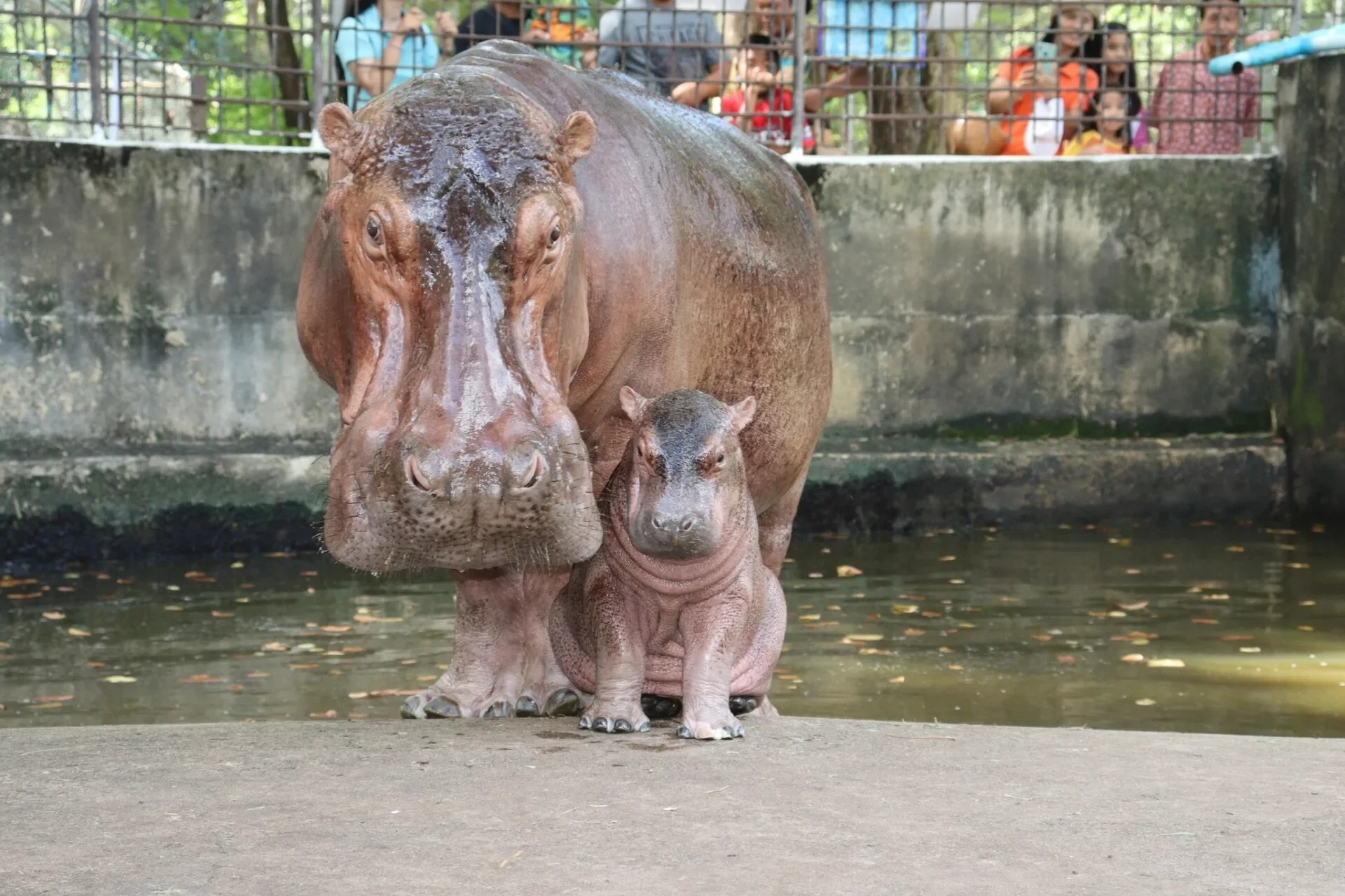 โหวตตั้งชื่อ ลูกฮิปโปเกิดใหม่ สวนสมเด็จพระศรีนครินทร์ ศรีสะเกษ