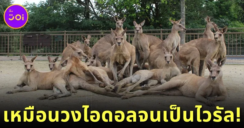 รูปหมู่ของจิงโจ้ในสวนสัตว์ &Quot;Hibiki Animal World&Quot; กลายเป็นไวรัล เพราะเหมือนภาพถ่ายวงไอดอล!