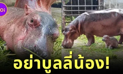 Baby Hippo Srisaket Thailand Bullied