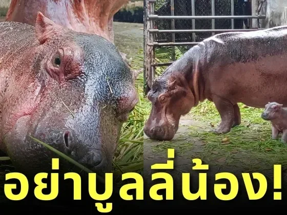 Baby Hippo Srisaket Thailand Bullied