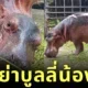 Baby Hippo Srisaket Thailand Bullied