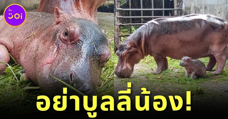 Baby Hippo Srisaket Thailand Bullied