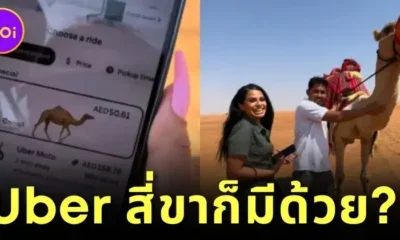 (มีคลิป) นักท่องเที่ยวสาวเจอรถเสียกลางทะเลทรายในดูไบ เลยเรียก &Quot;Uber&Quot; มารับ แต่แท็กซี่ที่ว่าไม่ได้มี 4 ล้อ แต่มี 4 ขา?!