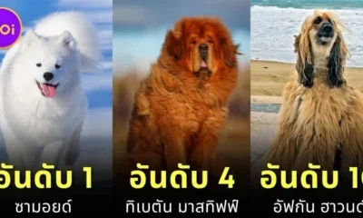 เผย 10 อันดับสายพันธุ์สุนัขที่ราคาแพงที่สุดในโลกประจำปี 2024 โดย &Quot;Prudent Pet Insurance&Quot;