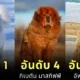 เผย 10 อันดับสายพันธุ์สุนัขที่ราคาแพงที่สุดในโลกประจำปี 2024 โดย &Quot;Prudent Pet Insurance&Quot;