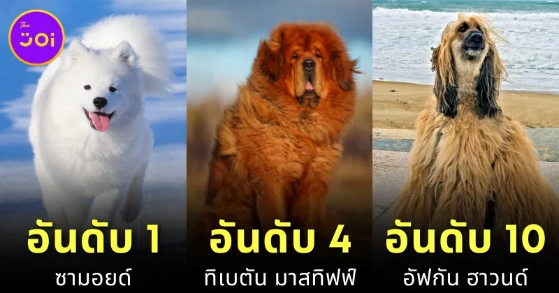 เผย 10 อันดับสายพันธุ์สุนัขที่ราคาแพงที่สุดในโลกประจำปี 2024 โดย &Quot;Prudent Pet Insurance&Quot;