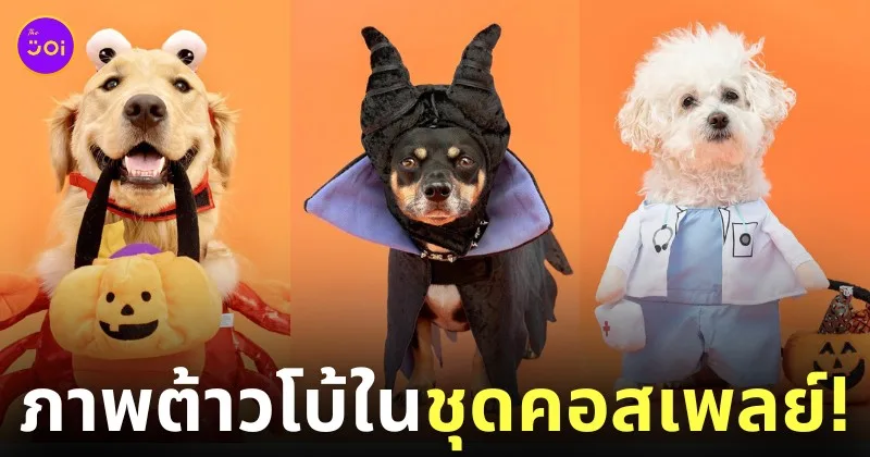 ภาพน้องหมาใส่ชุดคอสเพลย์วันฮาโลวีน