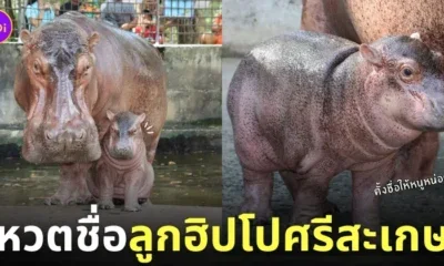 โหวตตั้งชื่อ ลูกฮิปโปเกิดใหม่ สวนสมเด็จพระศรีนครินทร์ ศรีสะเกษ