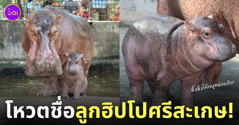 โหวตตั้งชื่อ ลูกฮิปโปเกิดใหม่ สวนสมเด็จพระศรีนครินทร์ ศรีสะเกษ