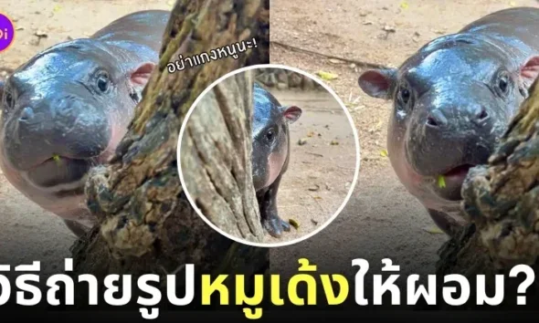 วิธีถ่ายรูปน้องหมูเด้งให้ดูผอม