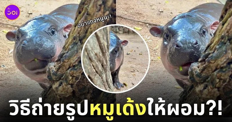 วิธีถ่ายรูปน้องหมูเด้งให้ดูผอม