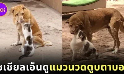 cat massages old blind dog