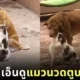 cat massages old blind dog