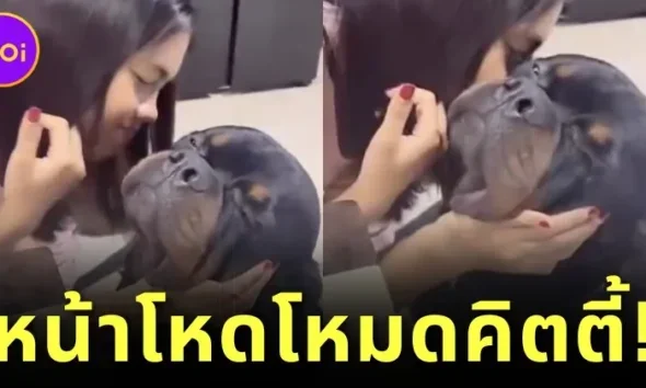 Rottweiler Asks For A Kiss On His Cheek