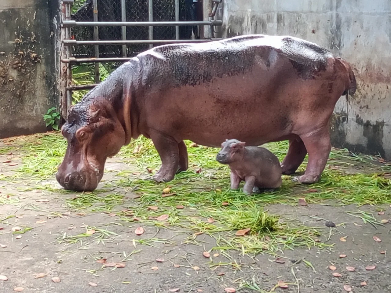 ลูกฮิปโปเกิดใหม่ในสวนสัตว์ศรีสะเกษถูกบูลลี่ว่าไม่น่ารักเหมือน &Quot;หมูเด้ง&Quot; จน &Quot;พี่เบนซ์&Quot; ต้องออกโรงปกป้อง