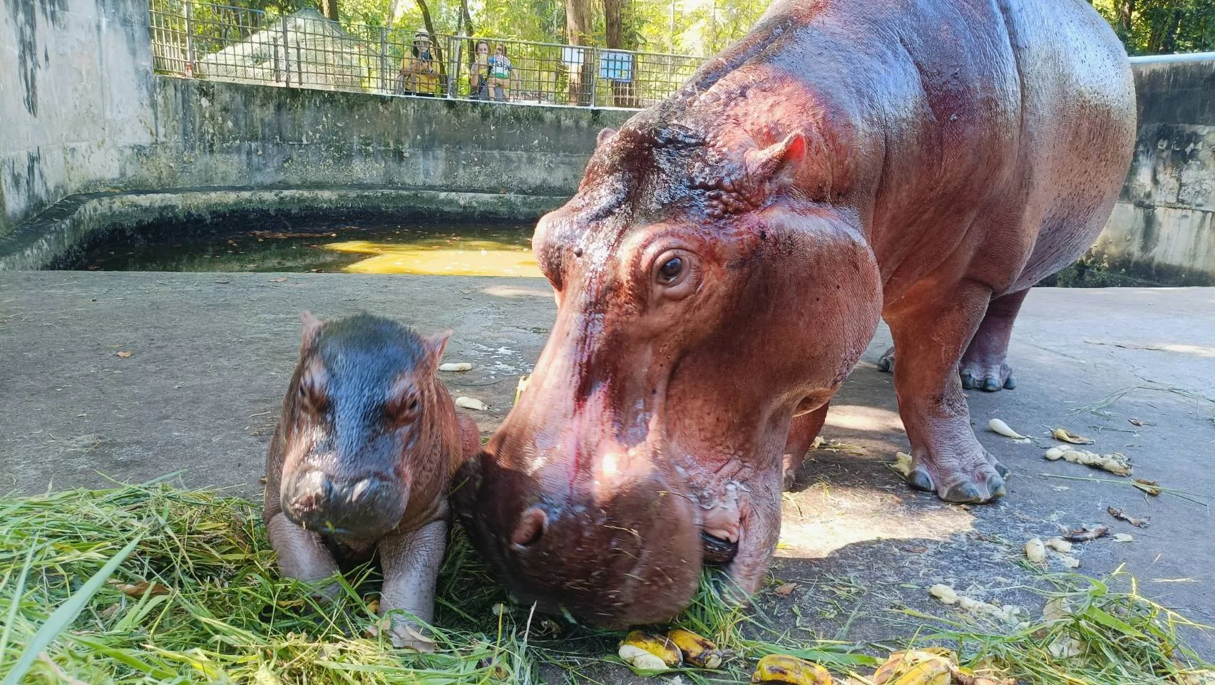 ลูกฮิปโปเกิดใหม่ในสวนสัตว์ศรีสะเกษถูกบูลลี่ว่าไม่น่ารักเหมือน &Quot;หมูเด้ง&Quot; จน &Quot;พี่เบนซ์&Quot; ต้องออกโรงปกป้อง