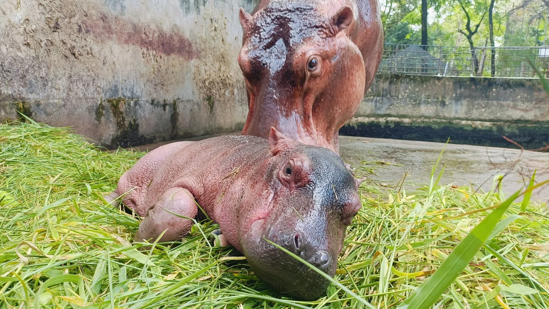 ลูกฮิปโปเกิดใหม่ในสวนสัตว์ศรีสะเกษถูกบูลลี่ว่าไม่น่ารักเหมือน &Quot;หมูเด้ง&Quot; จน &Quot;พี่เบนซ์&Quot; ต้องออกโรงปกป้อง