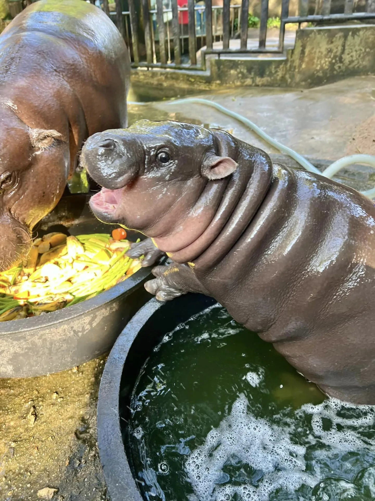 ก็เด้งเข้าวัดไปเลยสิคะ! ชาวบ้านแห่ &Quot;หมูเด้ง&Quot; เข้าวัด ในงานทำบุญสารทเดือนสิบจนกลายเป็นไวรัลบน &Quot;Tiktok&Quot;