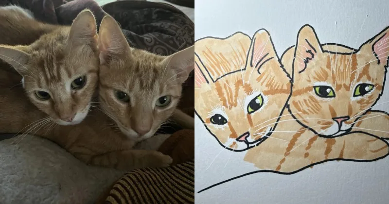 I Will Poorly Draw Your Cat ภาพวาดแมว Squishedsteak 