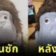 สาวกลุ้มใจส่งตุ๊กตามูมิน (Moomin) ไปซักและอบแห้ง แต่กลับได้น้องคืนมาพร้อมทรงผมใหม่ ชาวเน็ตเห็นแล้วถึงกับขำน้ำตาเล็ด!