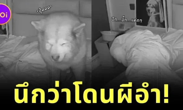 ไวรัล! ชายหนุ่มนึกว่าโดนผีอำ หลังนอนอยู่ดี ๆ ก็ขยับตัวไม่ได้ พอเปิดกล้องวงจรปิดรู้เลยฝีมือใครกันแน่!