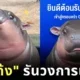 &Quot;หมูเด้ง&Quot; รันวงการเพลง! ปล่อยเพลงใหม่ 2 ซิงเกิ้ล มีทั้งหมด 4 ภาษา ภายใต้สังกัด &Quot;Gmm Music&Quot;