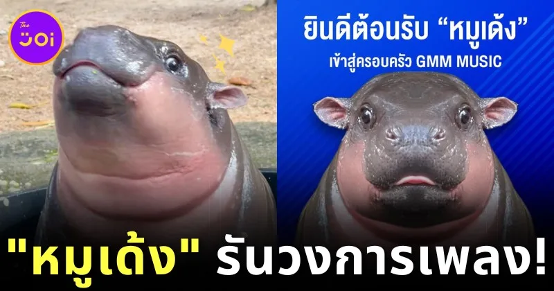 &Quot;หมูเด้ง&Quot; รันวงการเพลง! ปล่อยเพลงใหม่ 2 ซิงเกิ้ล มีทั้งหมด 4 ภาษา ภายใต้สังกัด &Quot;Gmm Music&Quot;