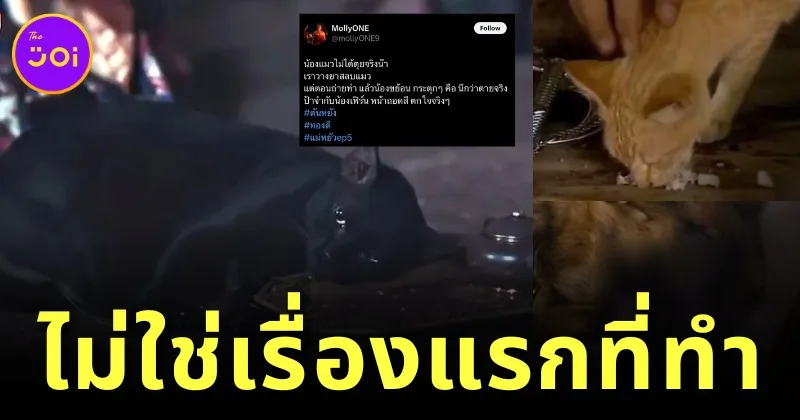 ทาสแมวช็อกต่อ! เพจดังแฉพบละครเก่า &Quot;วางยาแมว&Quot; เพื่อถ่ายทำละคร สุดท้ายตุยจริง!