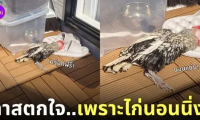 ไก่นอนตากแดดเหมือนป่วย